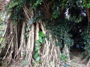 Banyan